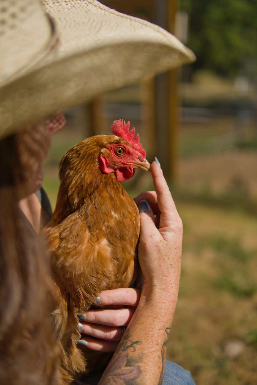 A red hen held gently on the farm